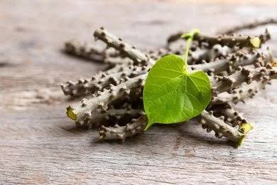 Giloy - Tinospora Creeper - Tinospora cordifolia